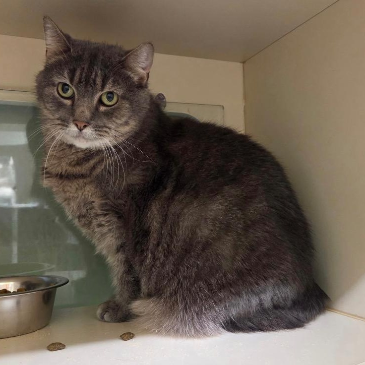 Enlarge Feather, a Adoptable Domestic Short Hair in Prince Frederick, MD image 2/6