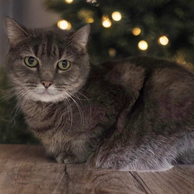 Enlarge Feather, a Adoptable Domestic Short Hair in Prince Frederick, MD image 3/6