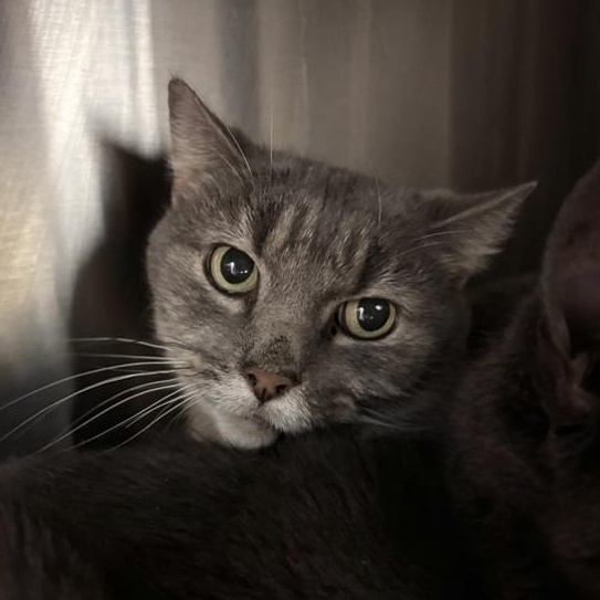 Enlarge Feather, a Adoptable Domestic Short Hair in Prince Frederick, MD image 4/6