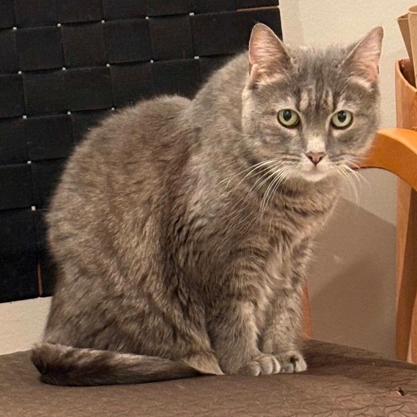 Enlarge Feather, a Adoptable Domestic Short Hair in Prince Frederick, MD image 1/6