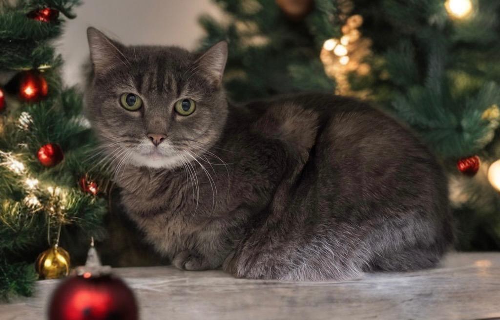 Enlarge Feather, a Adoptable Domestic Short Hair in Prince Frederick, MD image 6/6