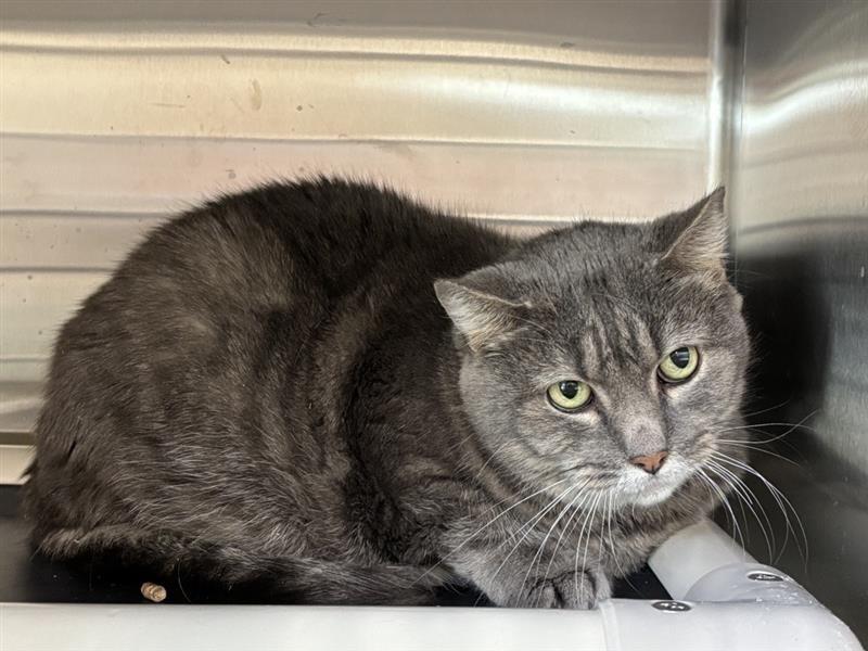 Enlarge Feather, a Adoptable Domestic Short Hair in Prince Frederick, MD image 5/6