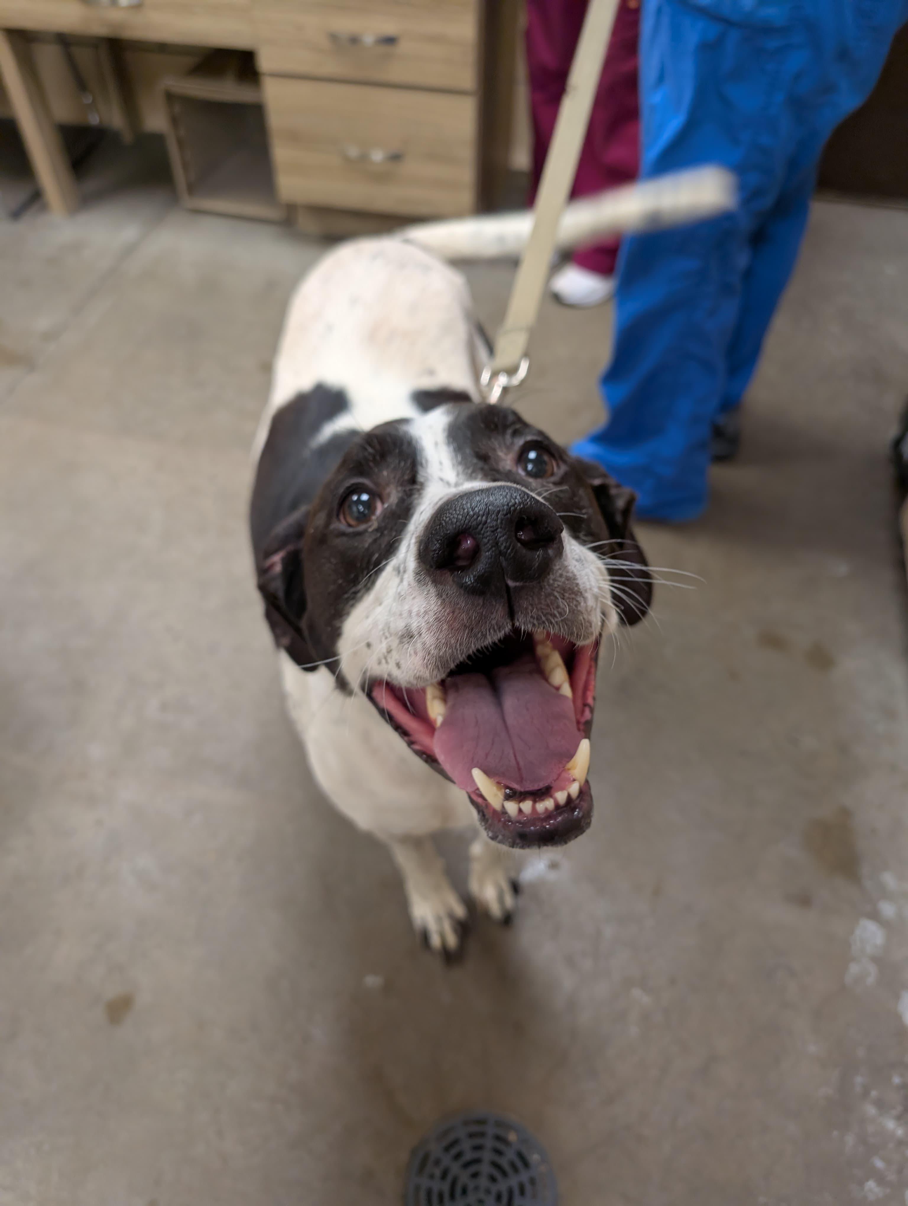 Heart, an adoptable mixed breed in Renfrew, PA image 2/2