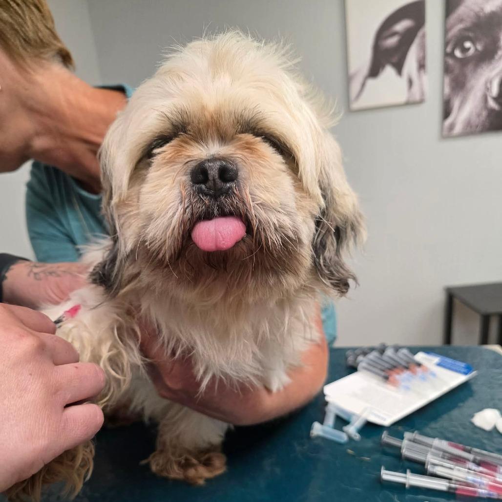 Mooney, Adoptable, Adult Male Shih Tzu.