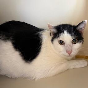 Enlarge Patch, a Adoptable Domestic Short Hair in Concord, NH image 1/1