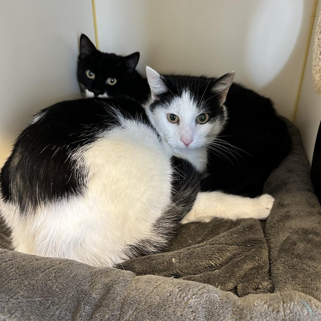 Enlarge Patch, a Adoptable Domestic Short Hair in Concord, NH image 2/2