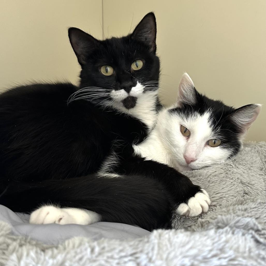 Patch — thumbnail 3