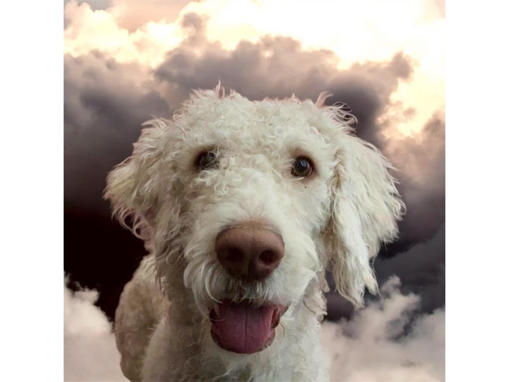 Enlarge Casper, a Adopted mixed breed in Crossville, TN image 2/6