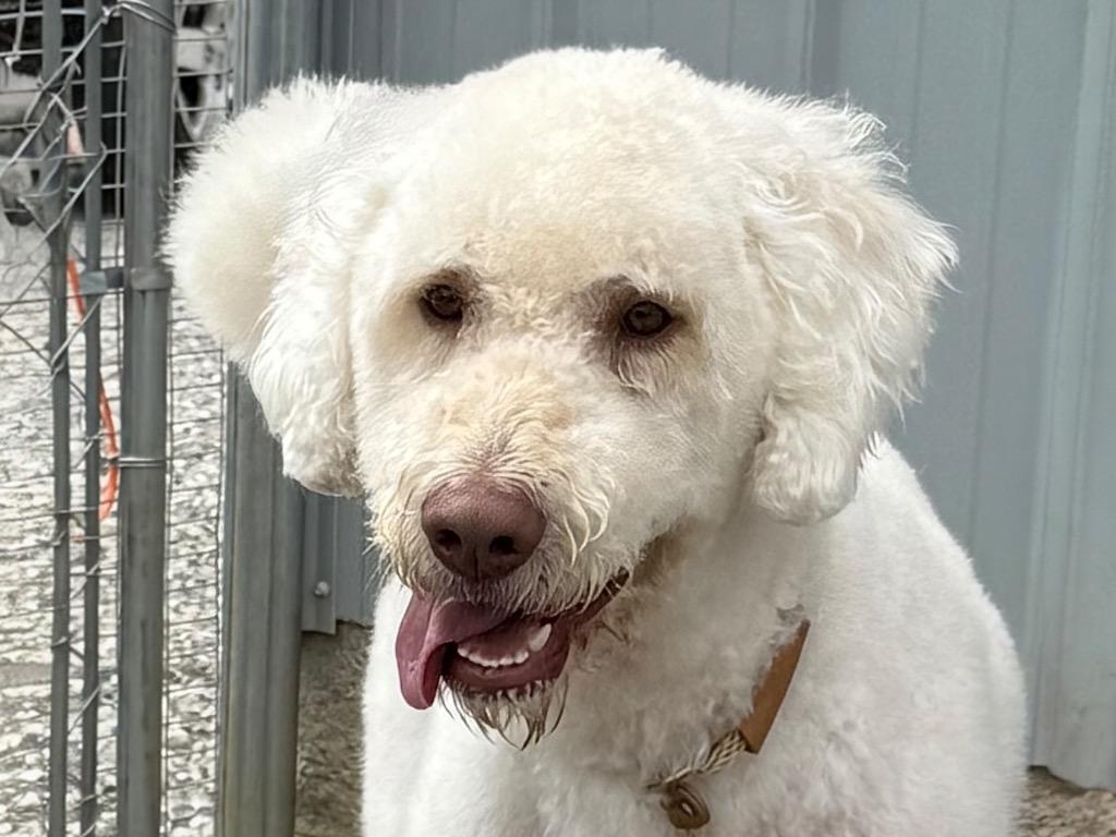 Enlarge Casper, a Adopted mixed breed in Crossville, TN image 3/6