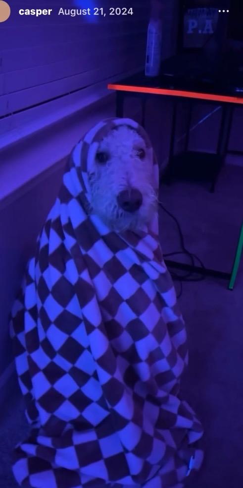 Enlarge Casper, a Adopted mixed breed in Crossville, TN image 4/6