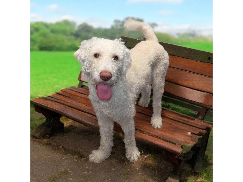 Enlarge Casper, a Adopted mixed breed in Crossville, TN image 6/6