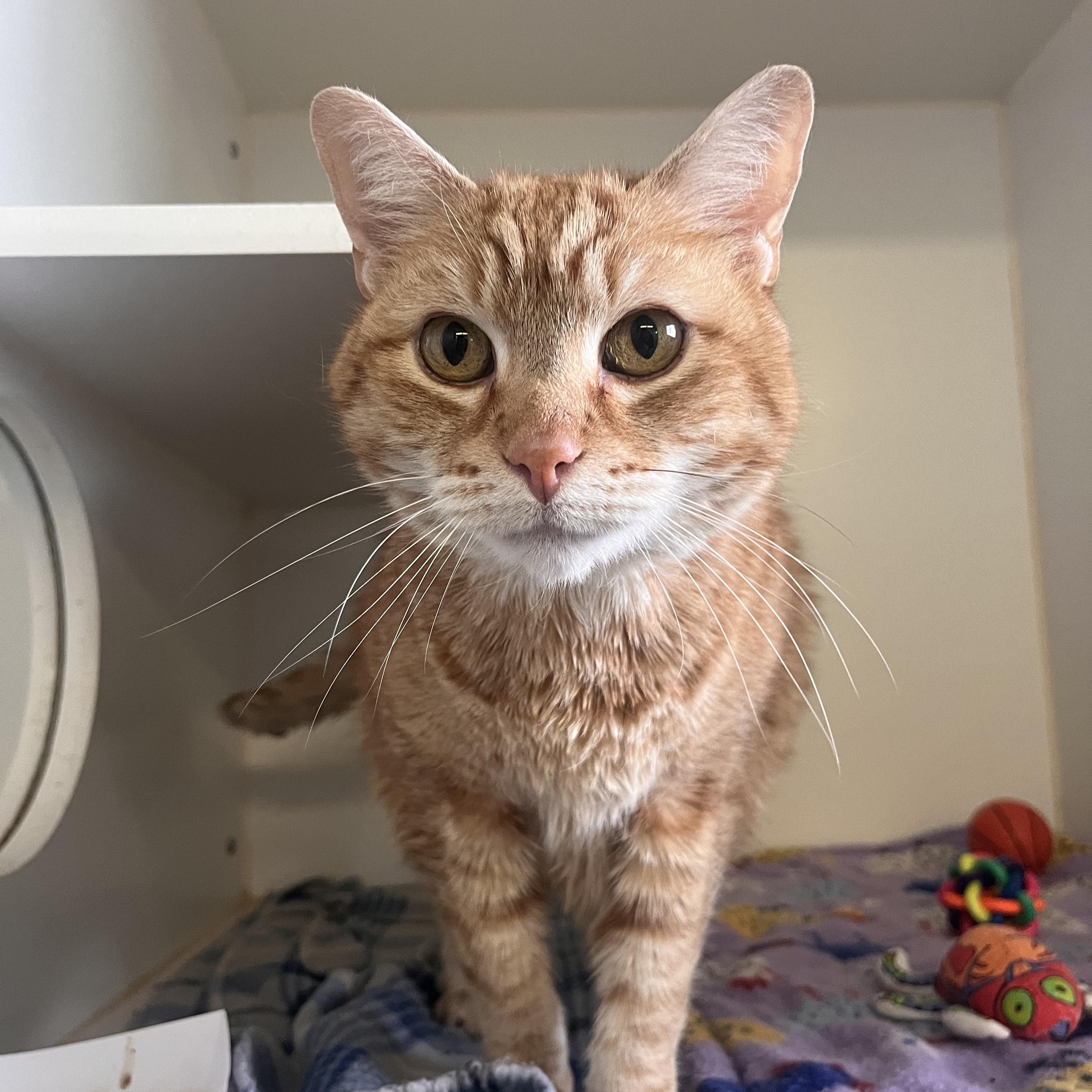 Enlarge Scruff McGruff, an adopted Domestic Short Hair in Grass Valley, CA image 1/1