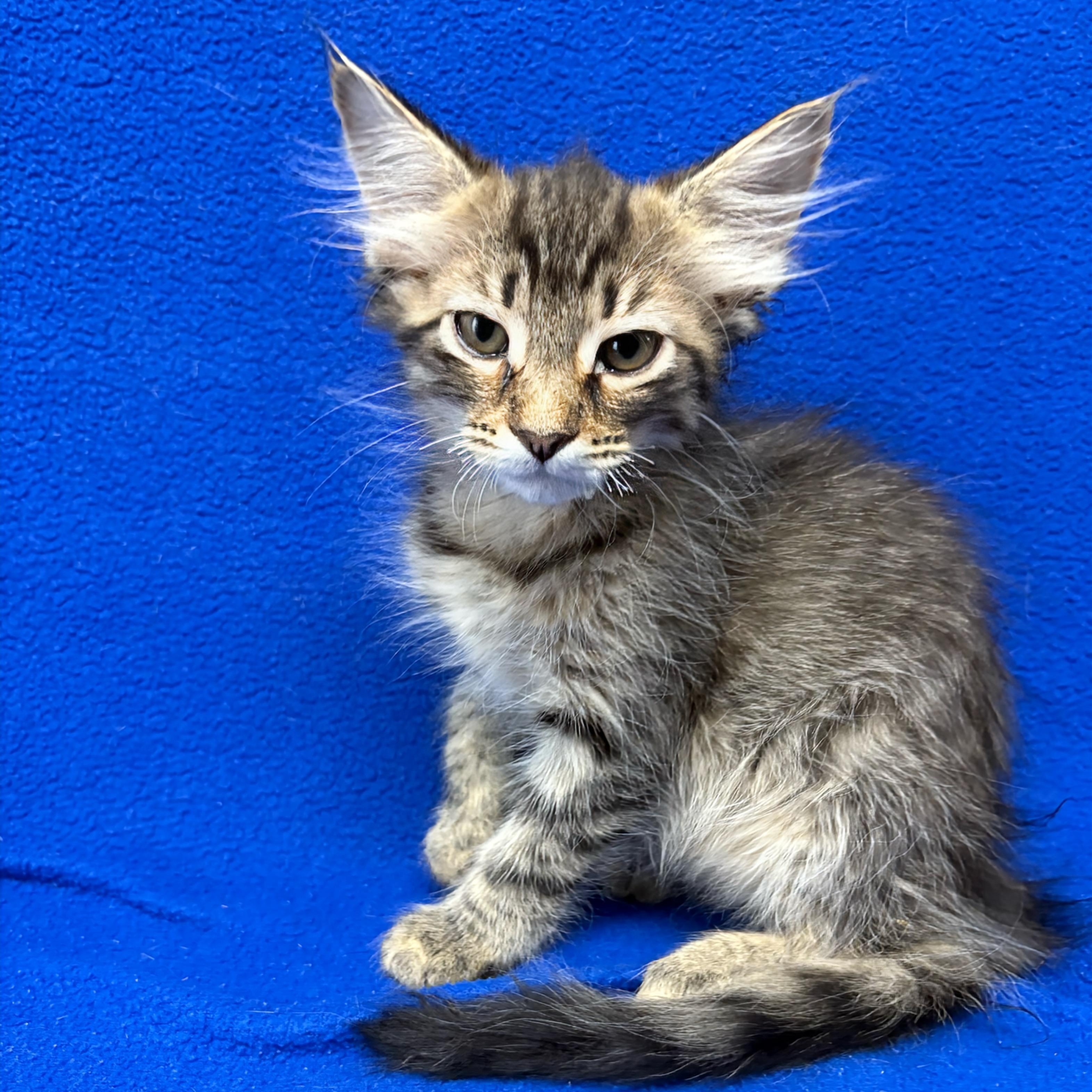 Finch, adoptable, Kitten Female Domestic Medium Hair.
