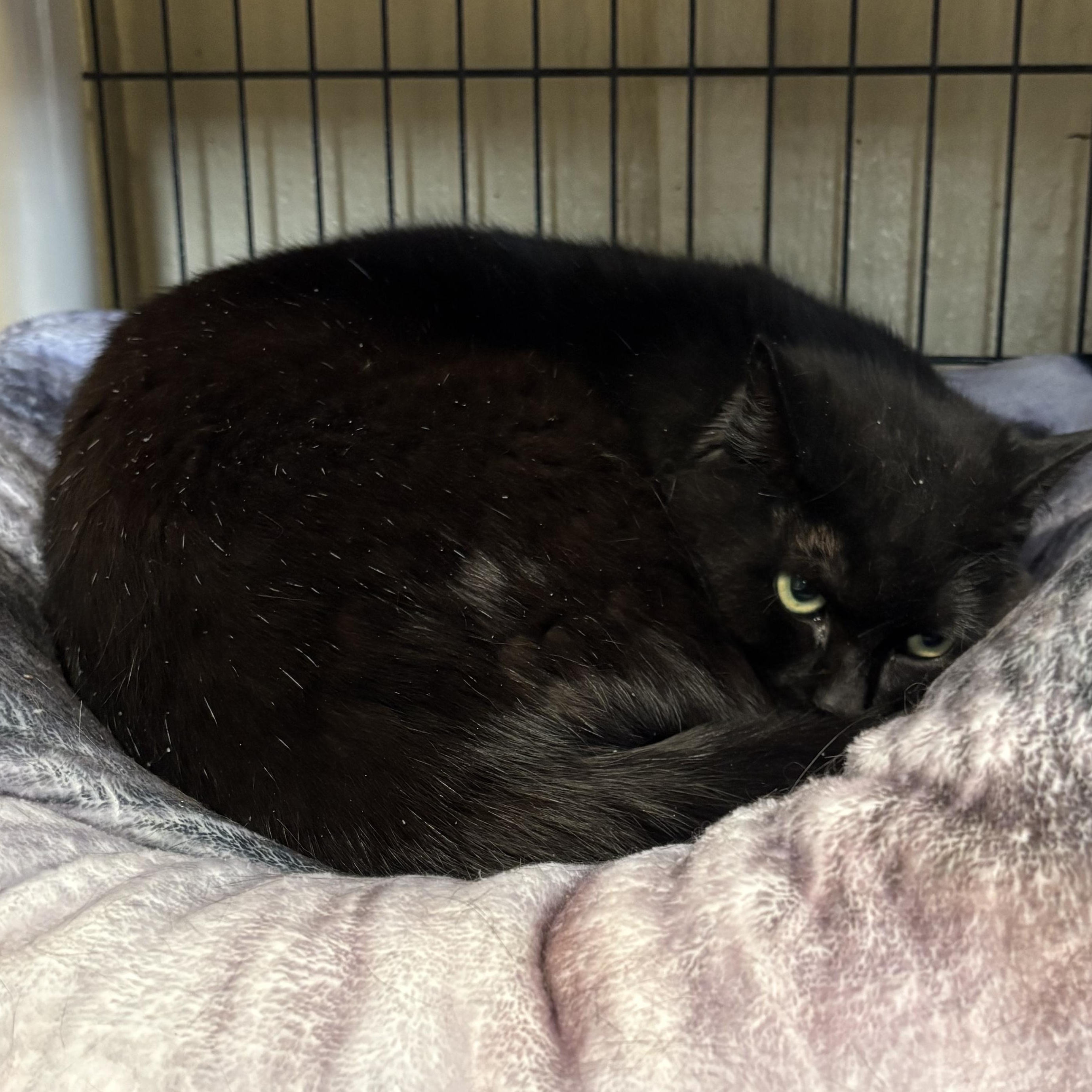 Sadie, Adoptable, Adult Female Domestic Short Hair.