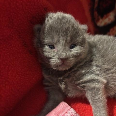 Jack Frost, adopted, Kitten Male Domestic Short Hair.