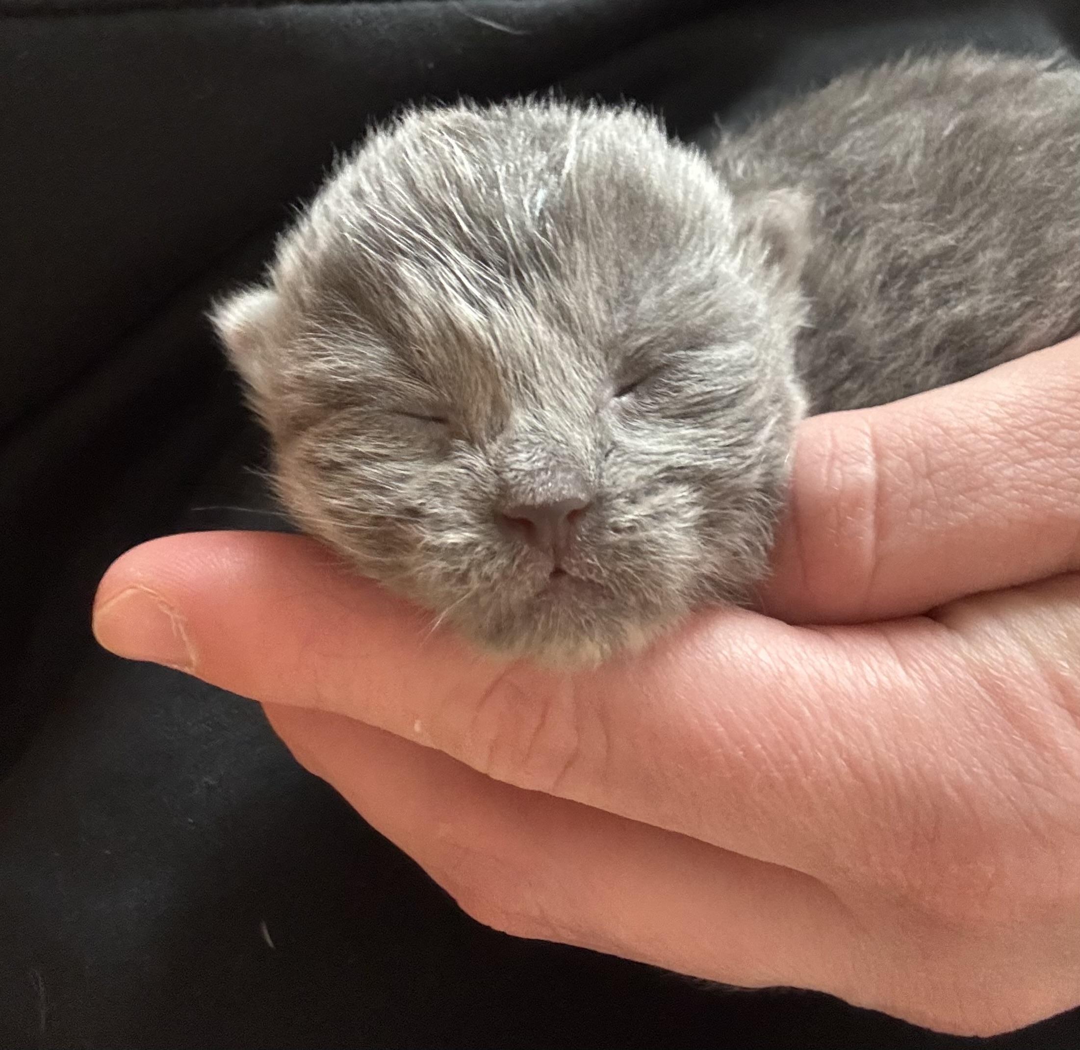 Jack Frost, an adopted Domestic Short Hair in Great Falls, MT image 3/3