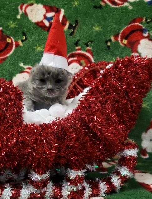 Jack Frost, an adopted Domestic Short Hair in Great Falls, MT image 2/3