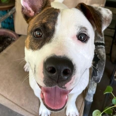 Diesel Donut your fun loving Romeo