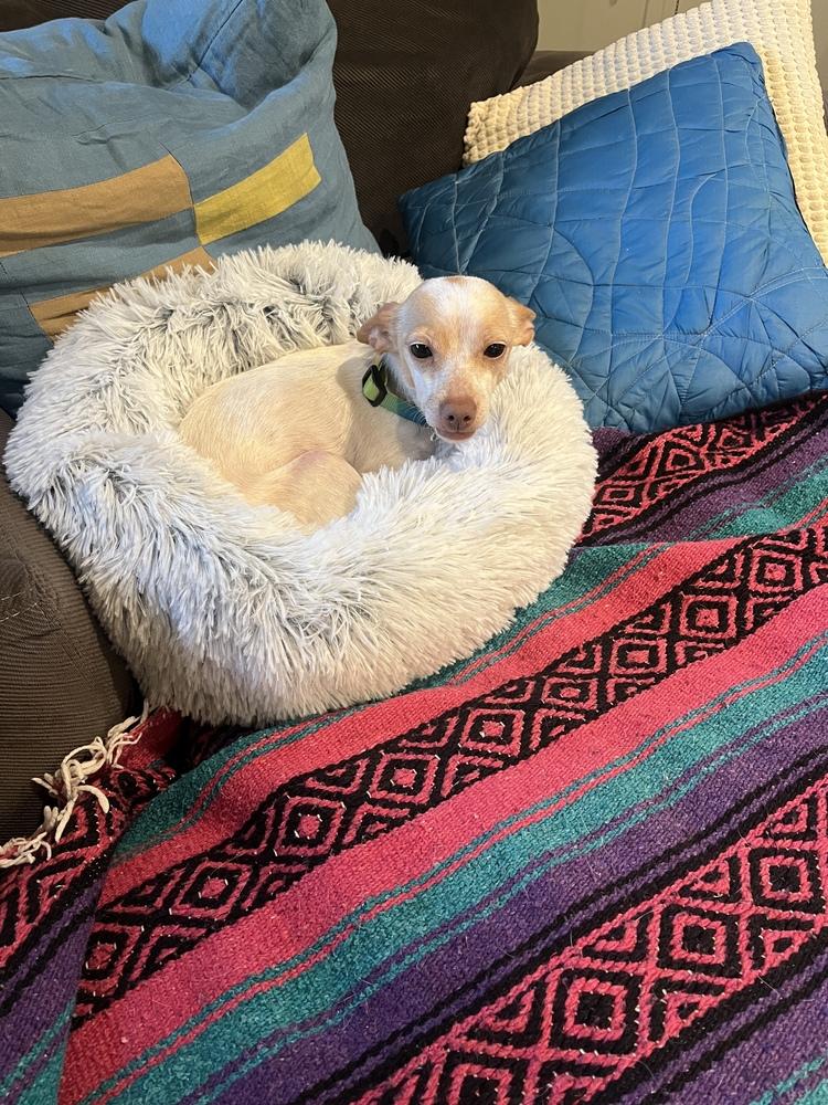 Dimples, Adoptable, Adult Female Chihuahua & Rat Terrier.