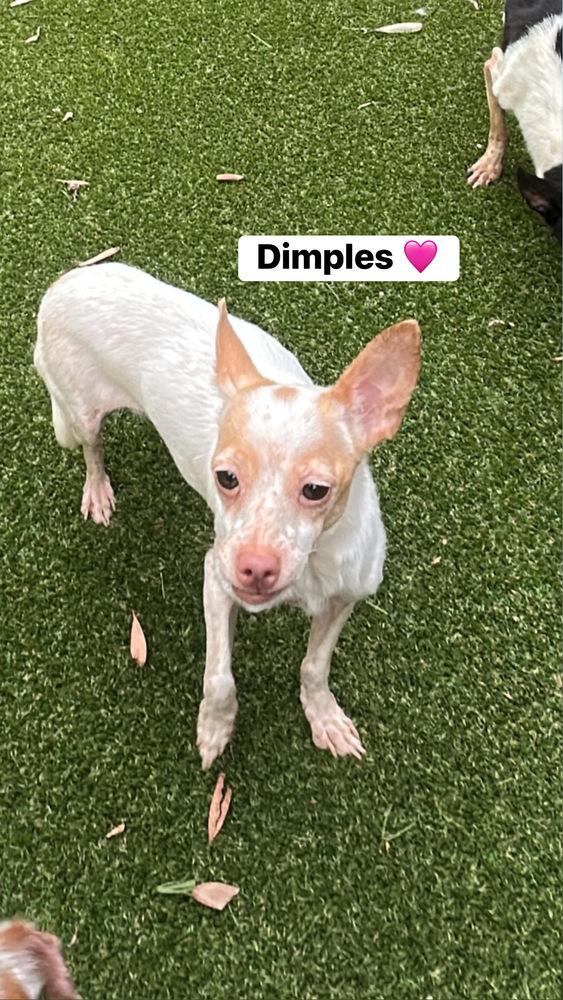 Enlarge Dimples, a Adoptable mixed breed in ventura, CA image 2/5