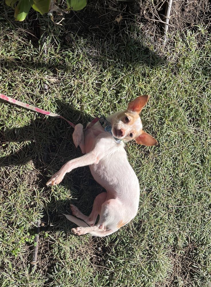 Enlarge Dimples, a Adoptable mixed breed in ventura, CA image 5/5