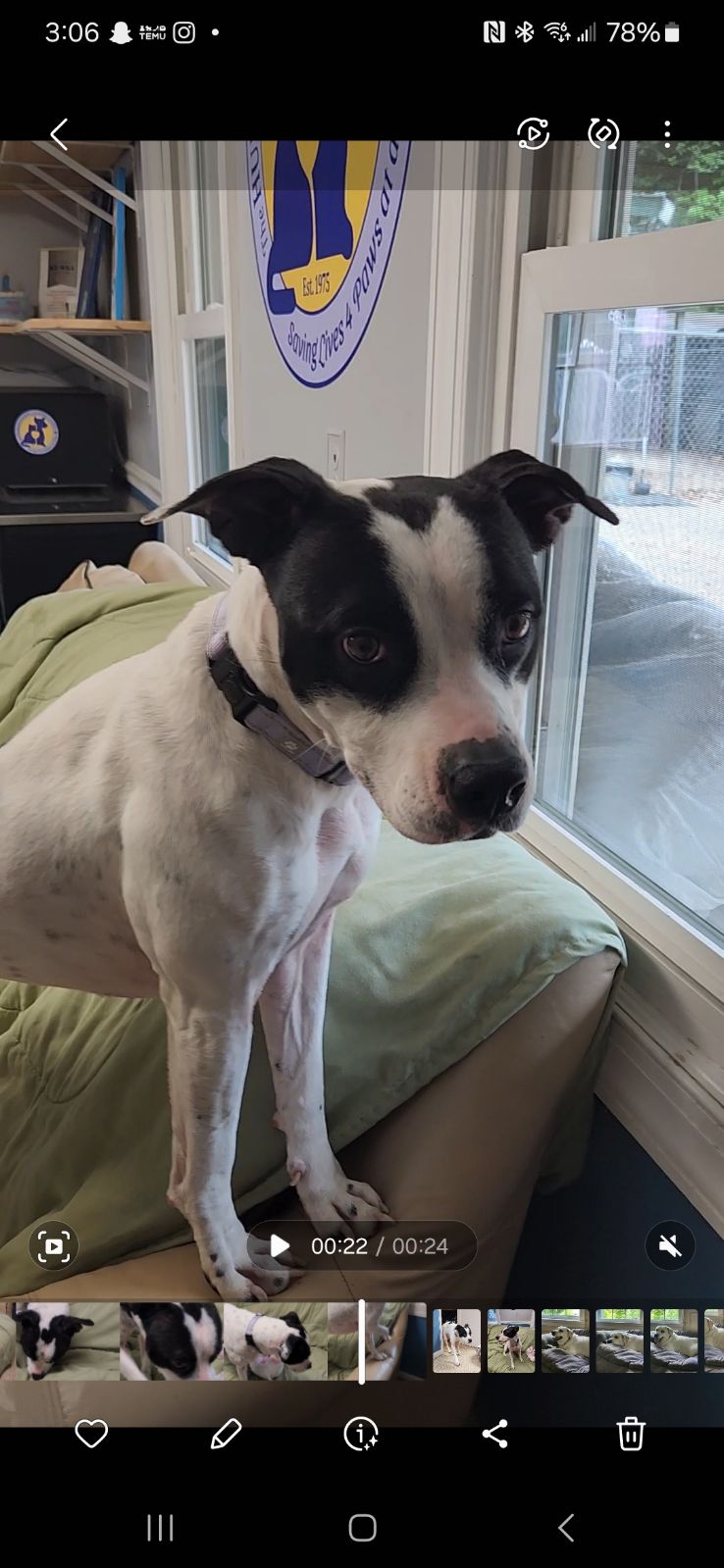 LuLu, a Adoptable mixed breed in Sunderland, MD image 5/6