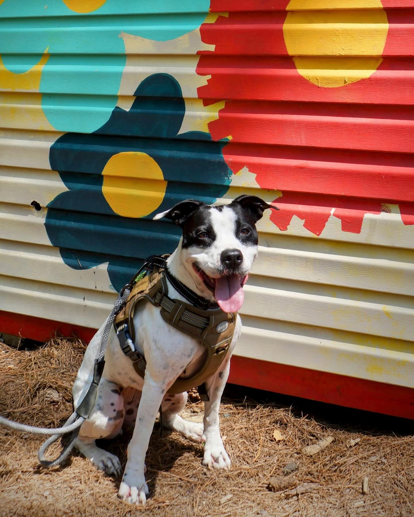 LuLu, a Adoptable mixed breed in Sunderland, MD image 6/6