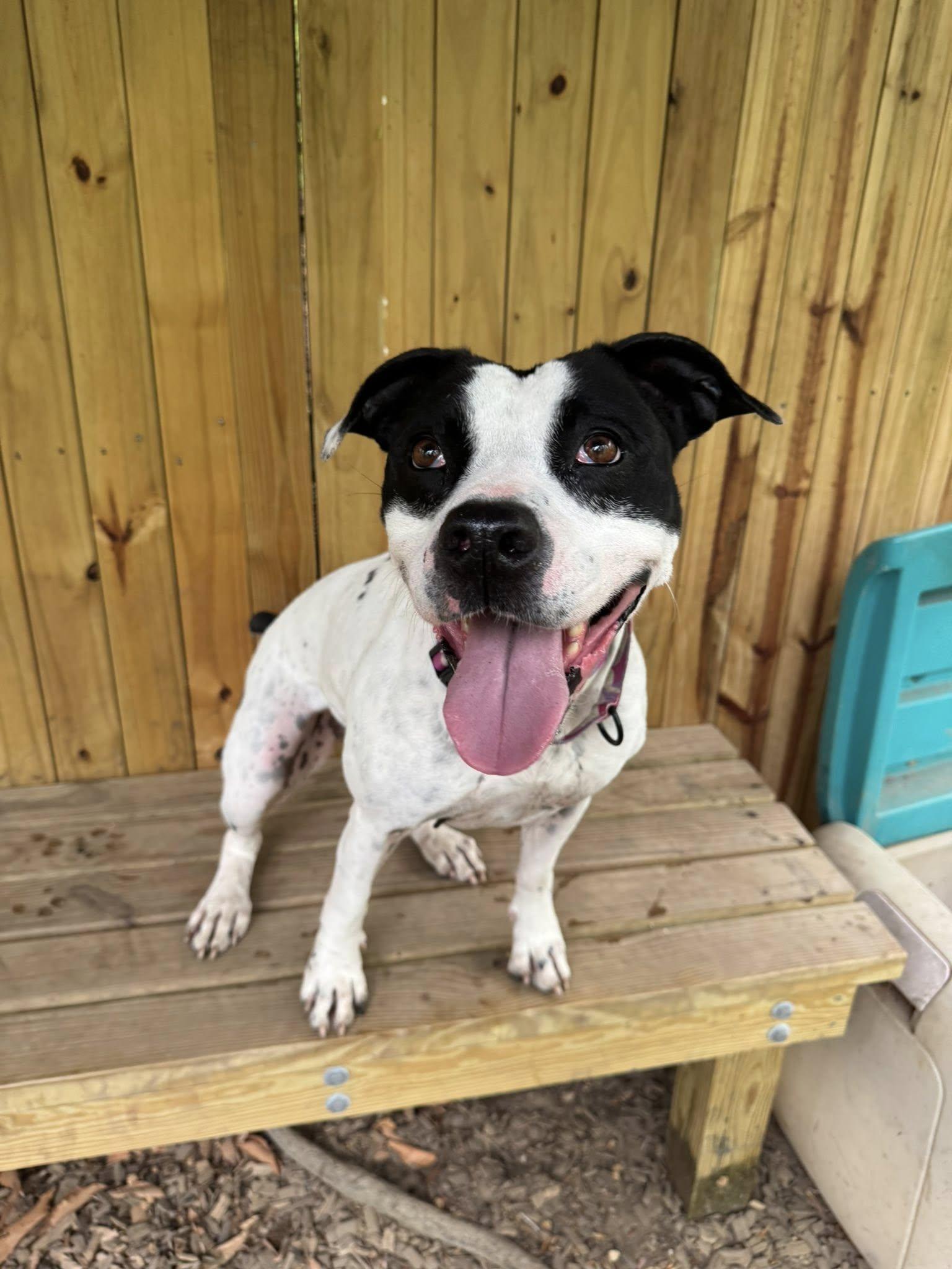 LuLu, a Adoptable mixed breed in Sunderland, MD image 2/6