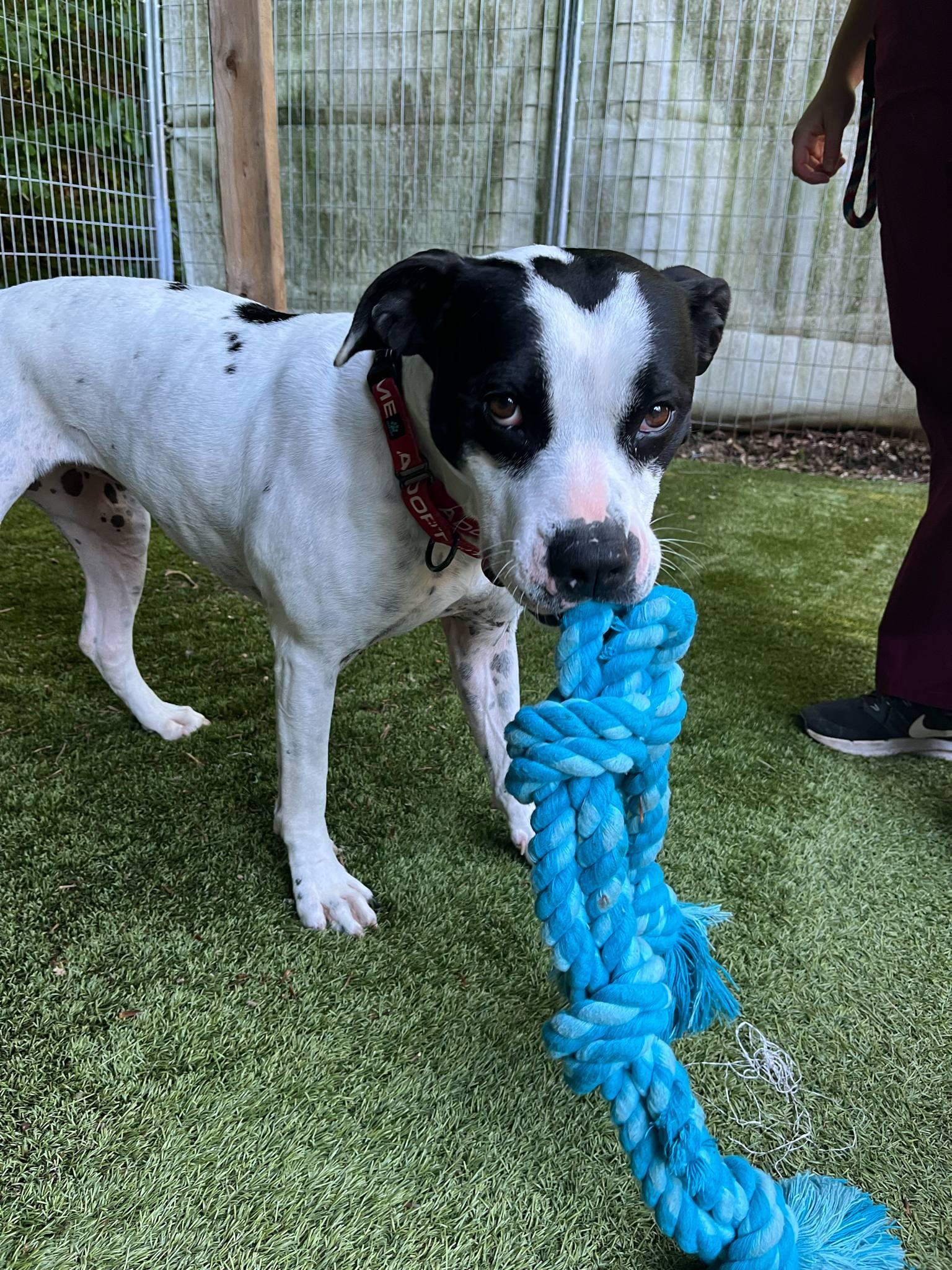 LuLu, a Adoptable mixed breed in Sunderland, MD image 3/6