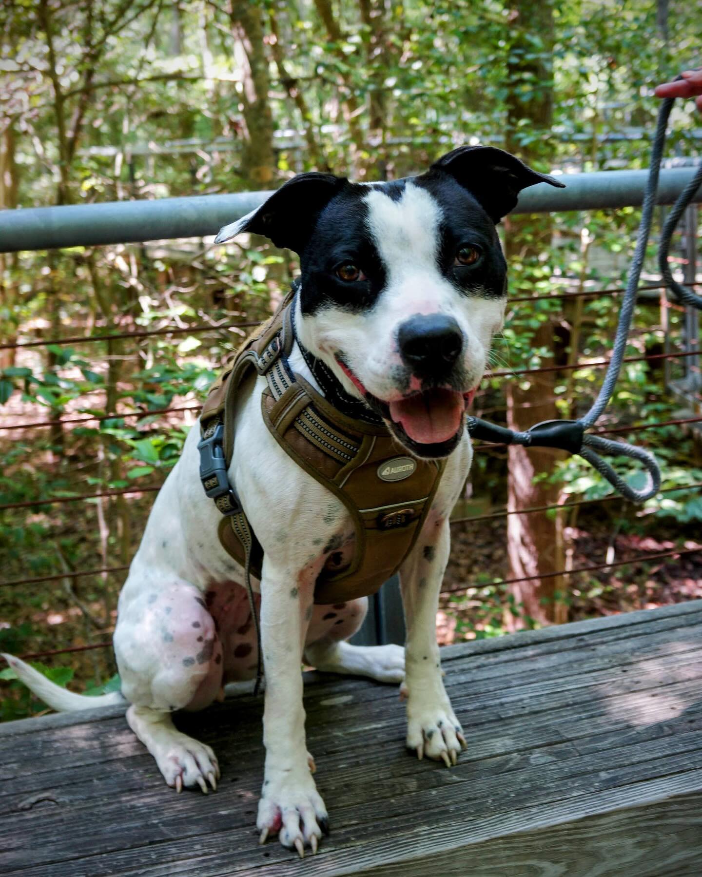 LuLu, a Adoptable mixed breed in Sunderland, MD image 4/6