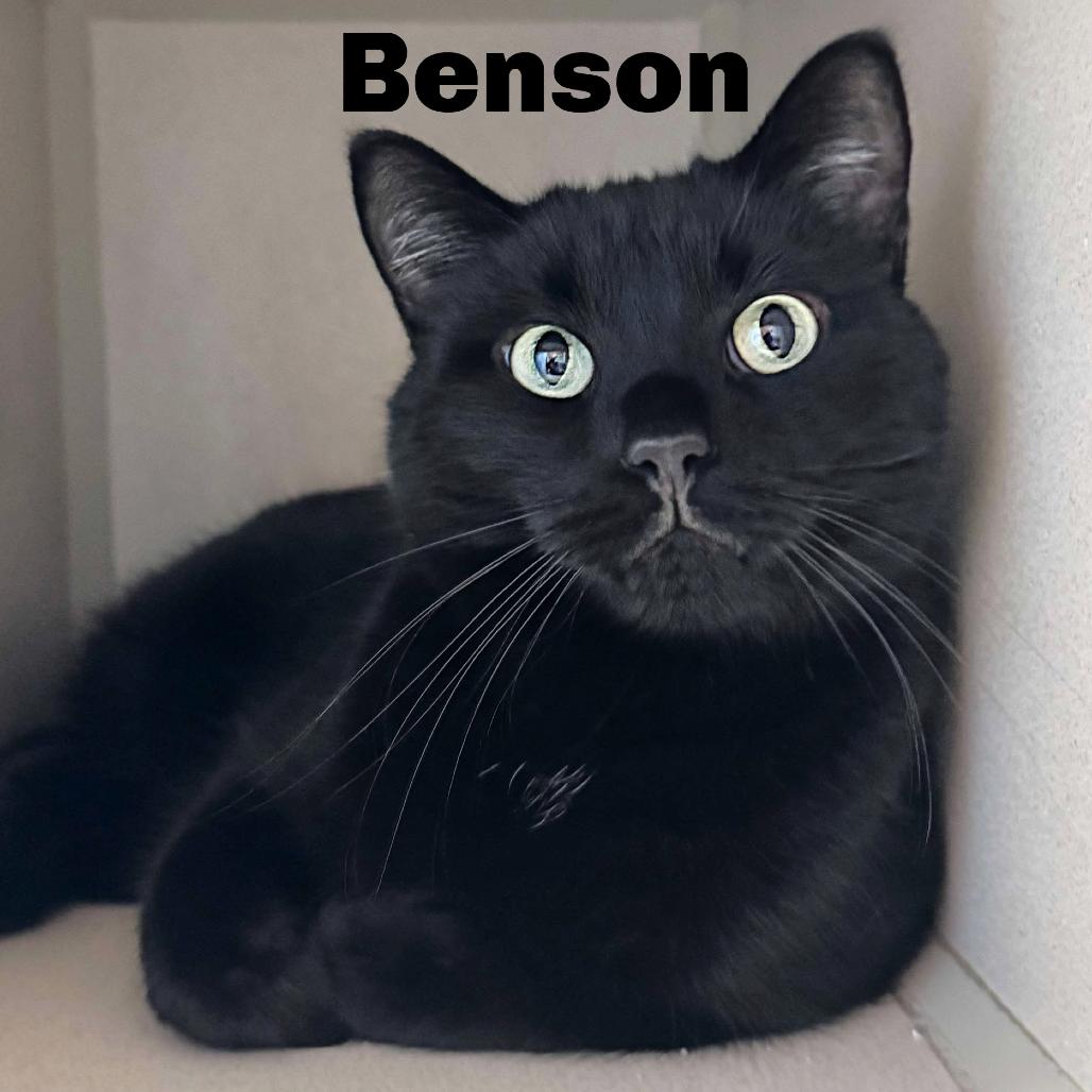 Enlarge Benson 250992, a Adoptable Domestic Short Hair image 1/1