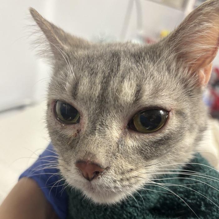 Rusty — thumbnail 4