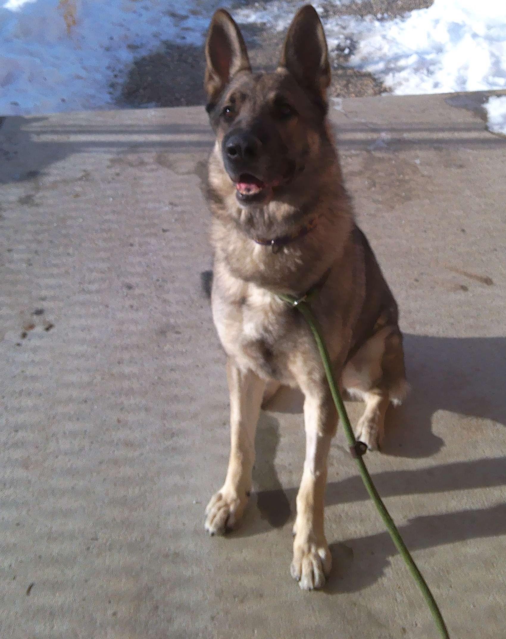 Tank, ADOPTABLE, Senior Male German Shepherd Dog.