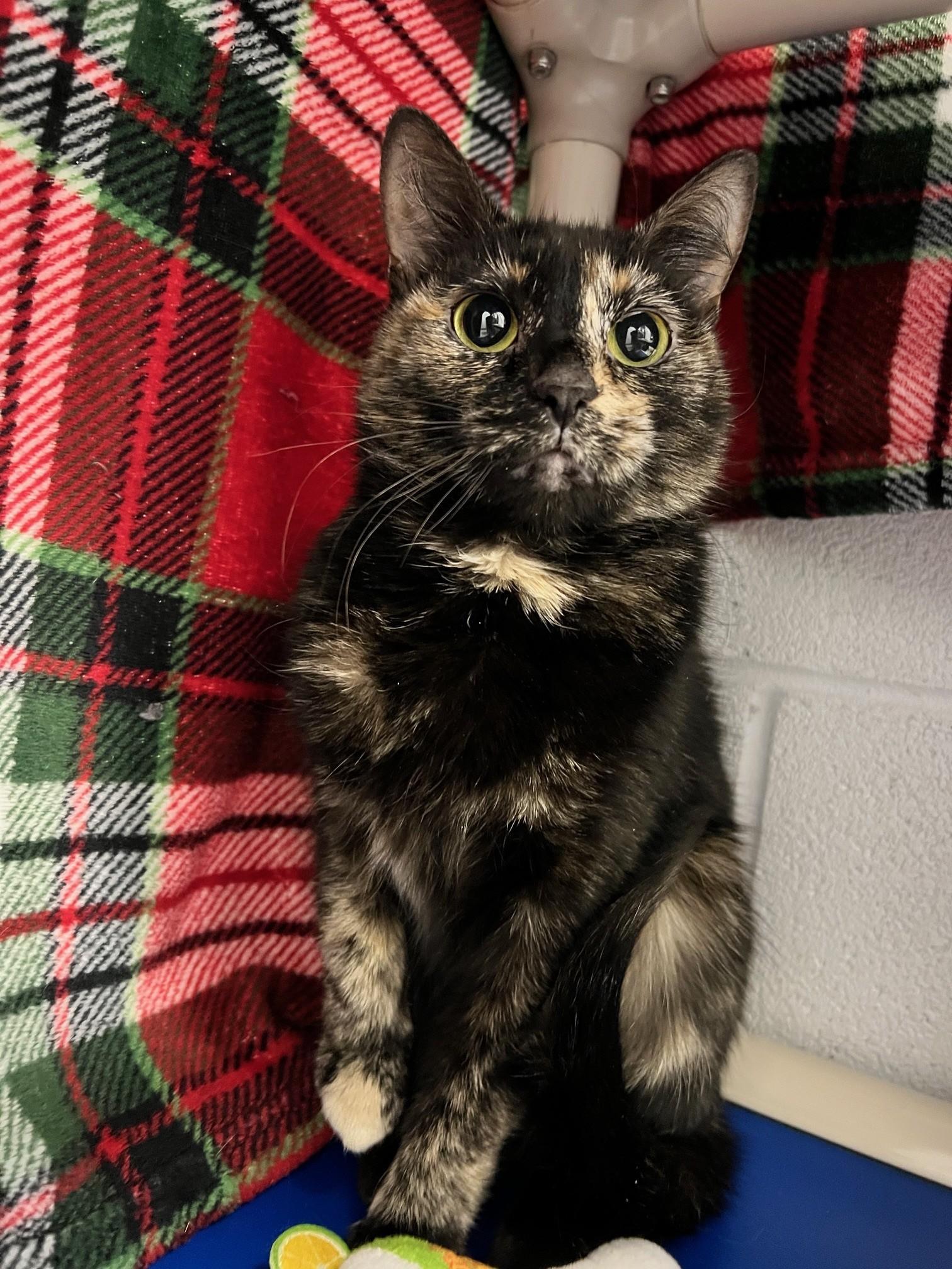 Tillie, a ADOPTABLE Domestic Short Hair in Edinburg, VA image 4/4