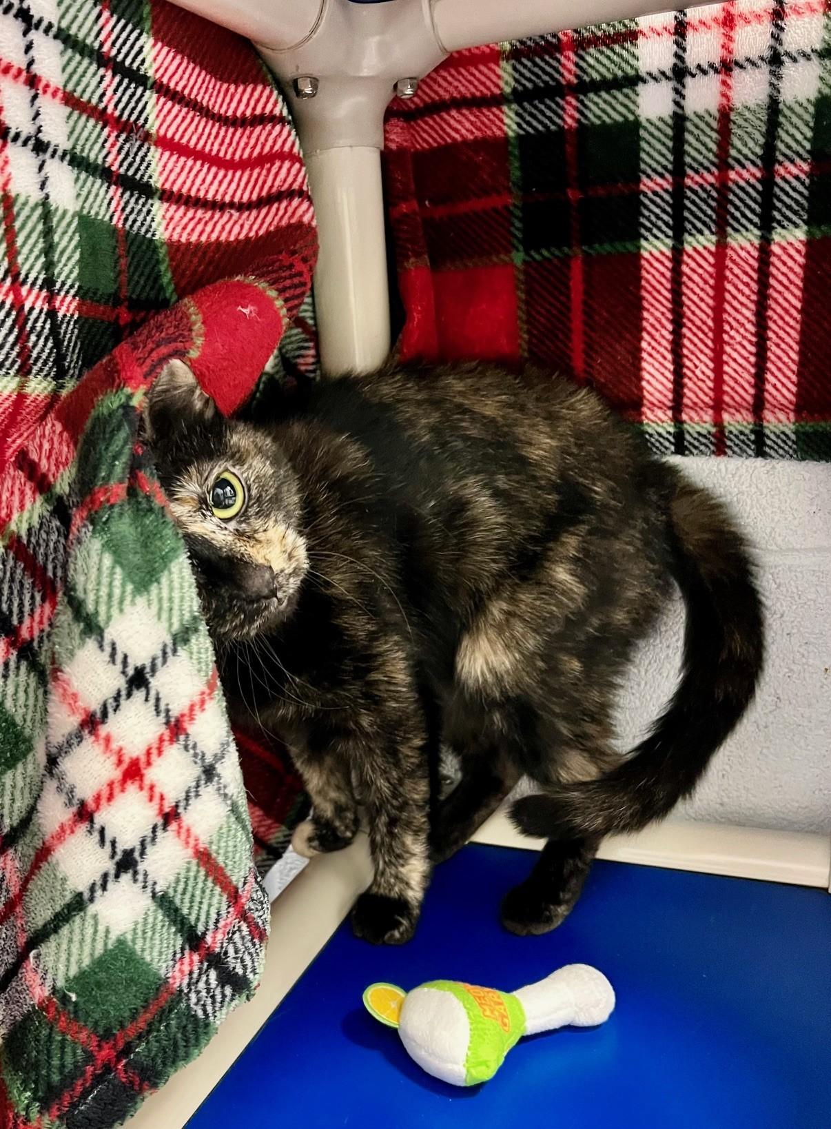 Tillie, a ADOPTABLE Domestic Short Hair in Edinburg, VA image 3/4