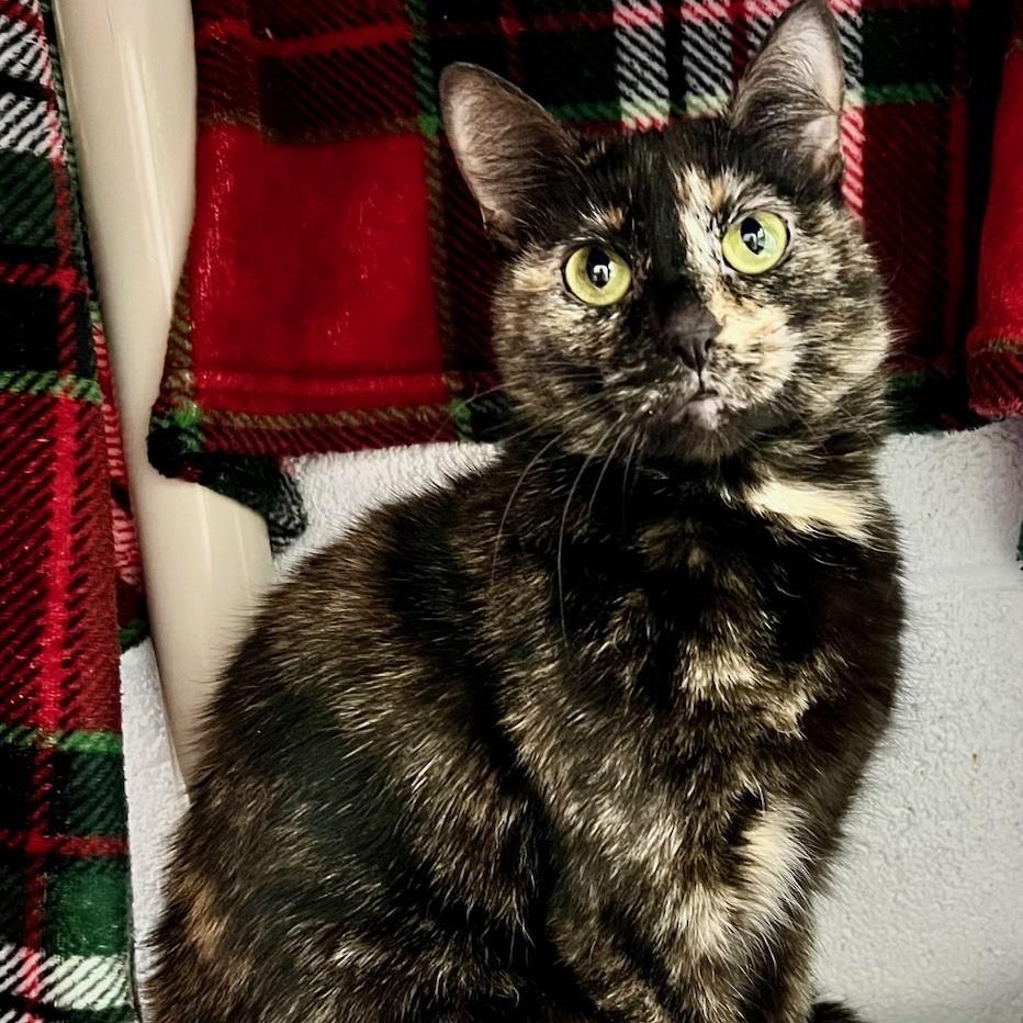 Tillie, a ADOPTABLE Domestic Short Hair in Edinburg, VA image 1/4