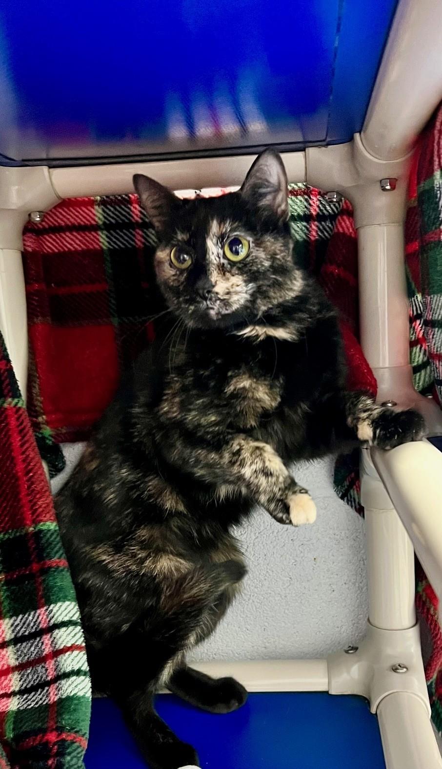 Tillie, a ADOPTABLE Domestic Short Hair in Edinburg, VA image 2/4