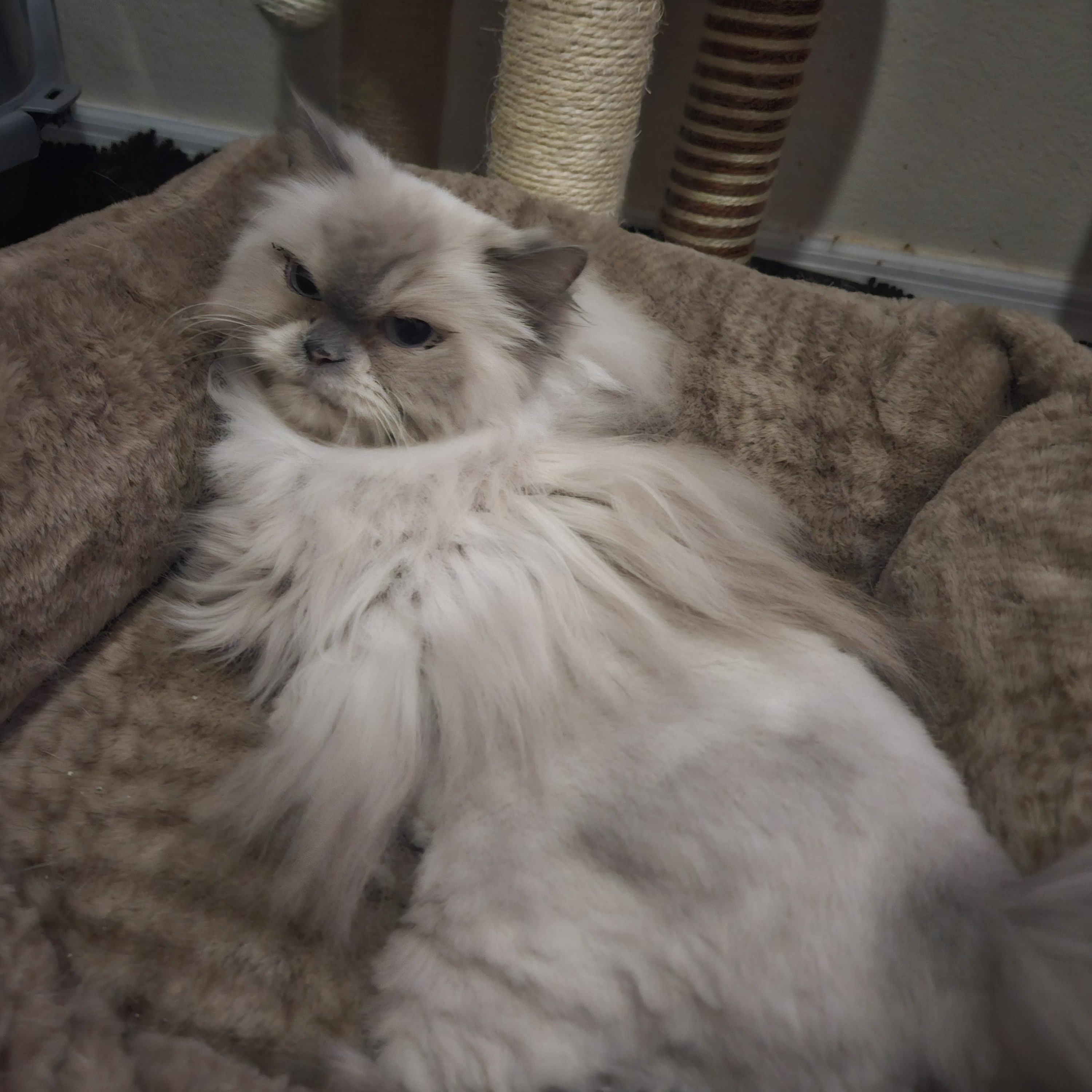 Enlarge Lisa, a Adoptable Himalayan in Orlando, FL image 1/4