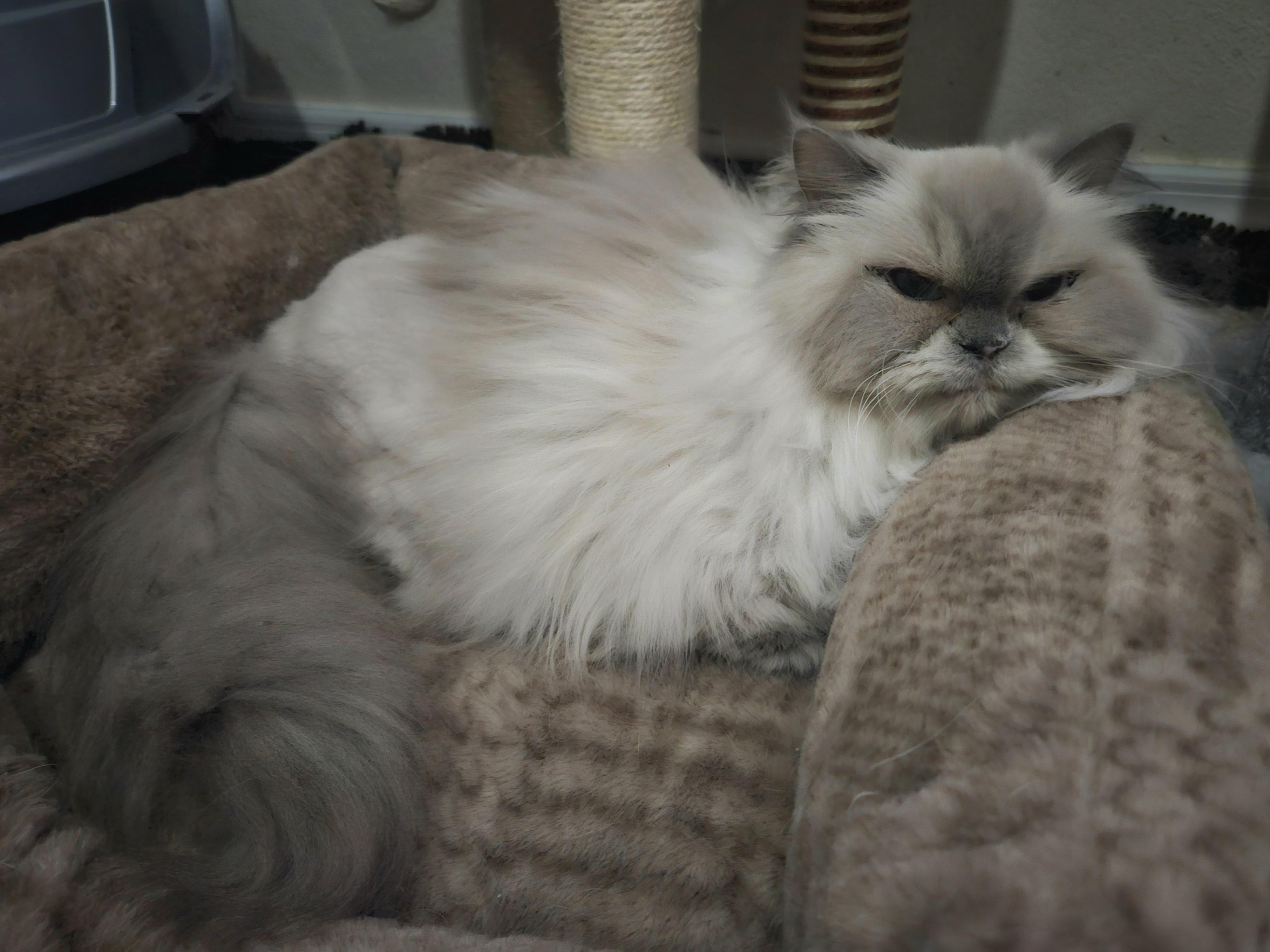 Enlarge Lisa, a Adoptable Himalayan in Orlando, FL image 2/4