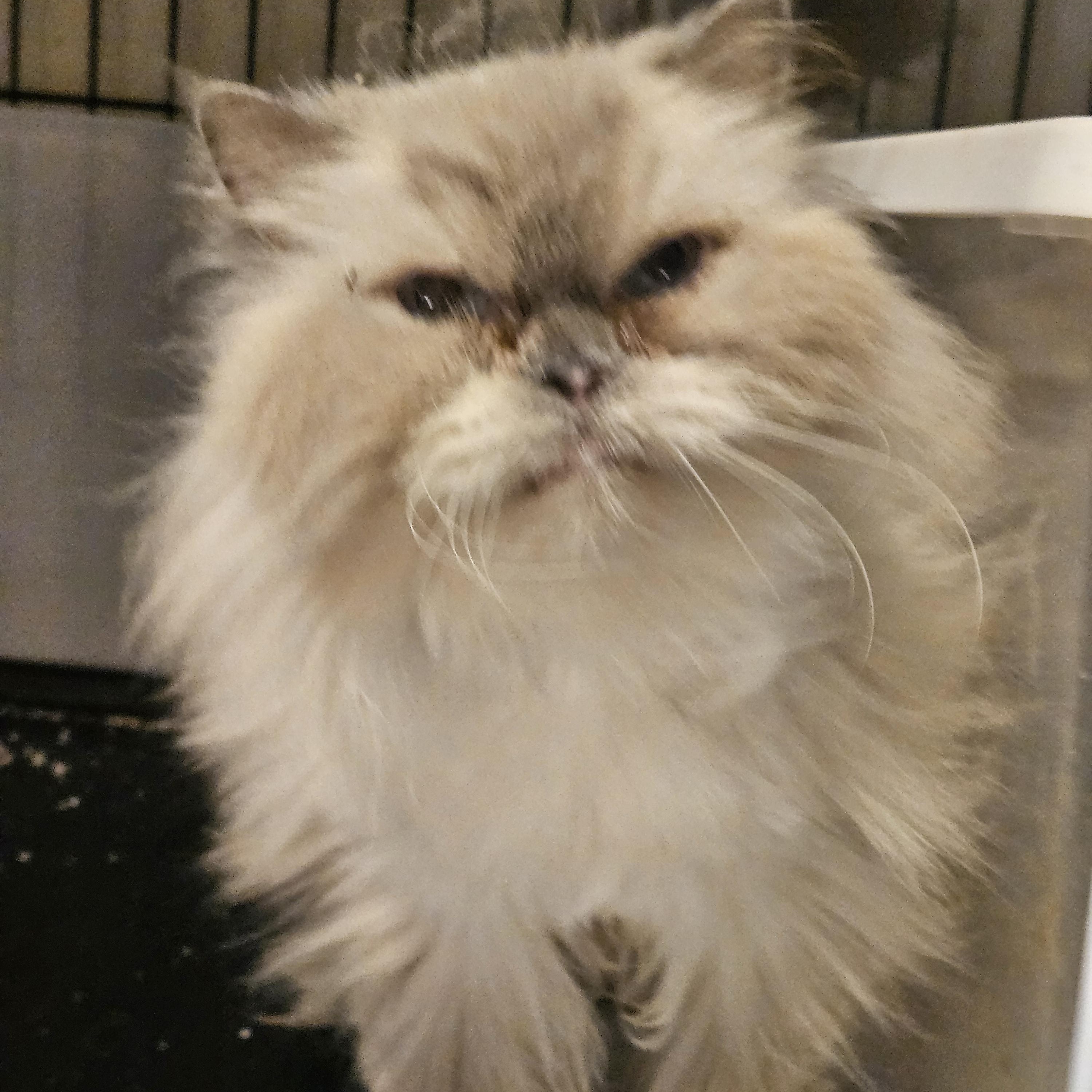 Enlarge Lisa, a Adoptable Himalayan in Orlando, FL image 4/4