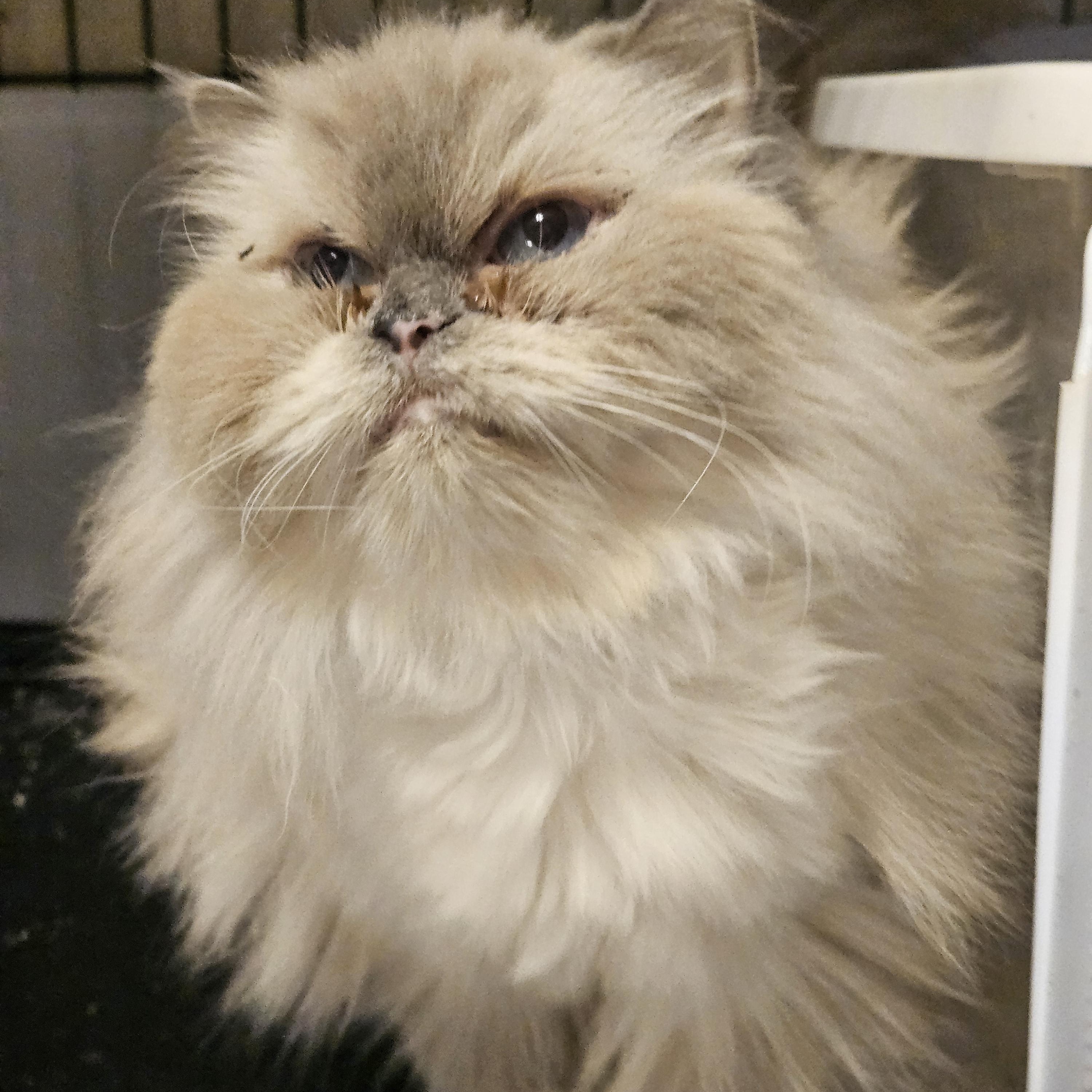 Enlarge Lisa, a Adoptable Himalayan in Orlando, FL image 3/4