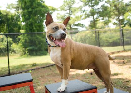 Enlarge Magic 43222, a Adoptable Mixed Breed in Aiken, SC image 1/3