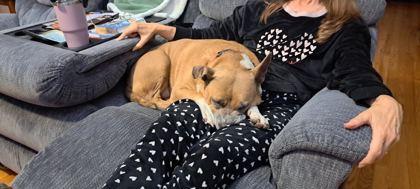 Enlarge Magic 43222, a Adoptable Mixed Breed in Aiken, SC image 2/3