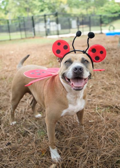 Magic 43222, Adoptable, Adult Female Mixed Breed & Mixed Breed.