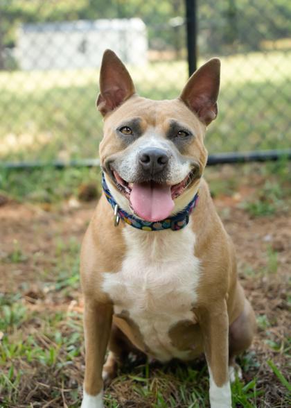 Magic 43222, a Adoptable Mixed Breed in Aiken, SC image 2/3