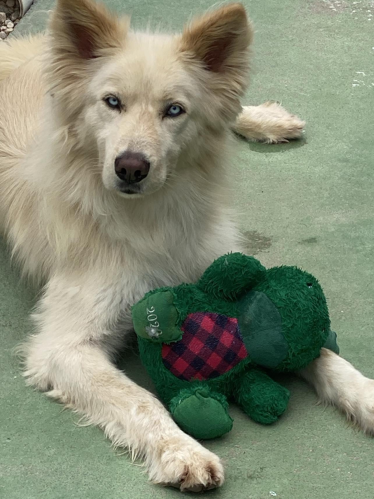 Enlarge Cooper, a Adoptable mixed breed in Staley, NC image 1/1