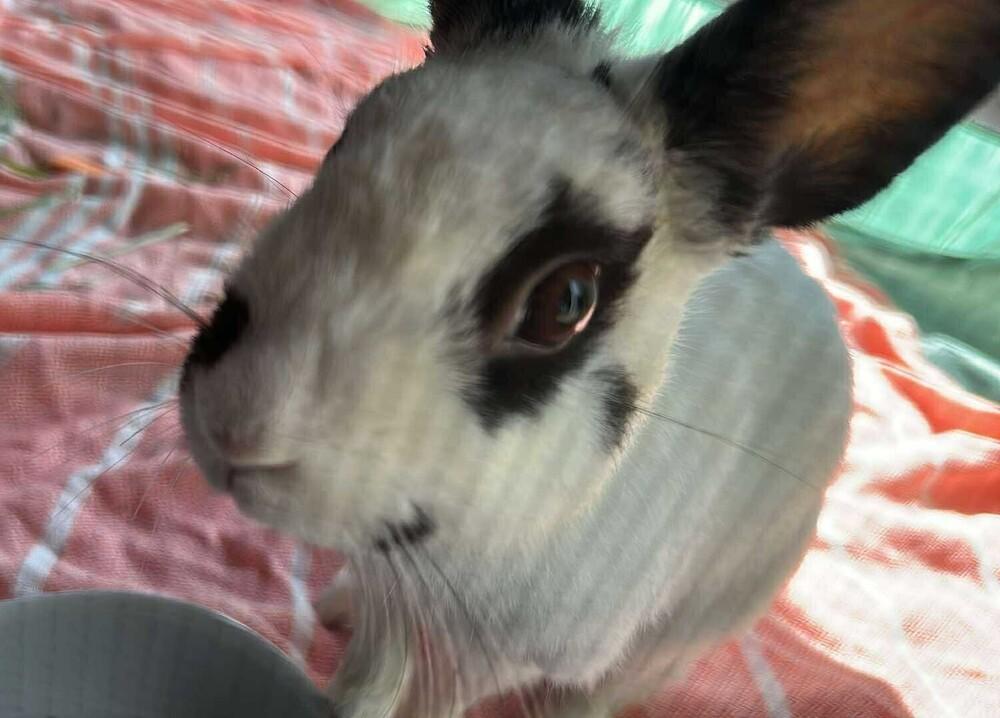 Spritz, Adoptable, Adult Female Polish & Dwarf.