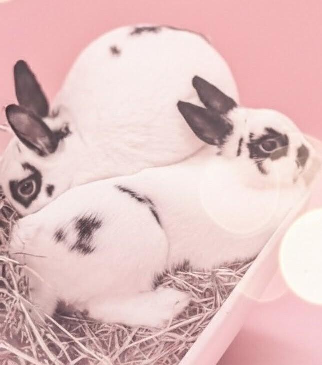 Enlarge Spritz, a Adoptable mixed breed in Dallas, PA image 2/3