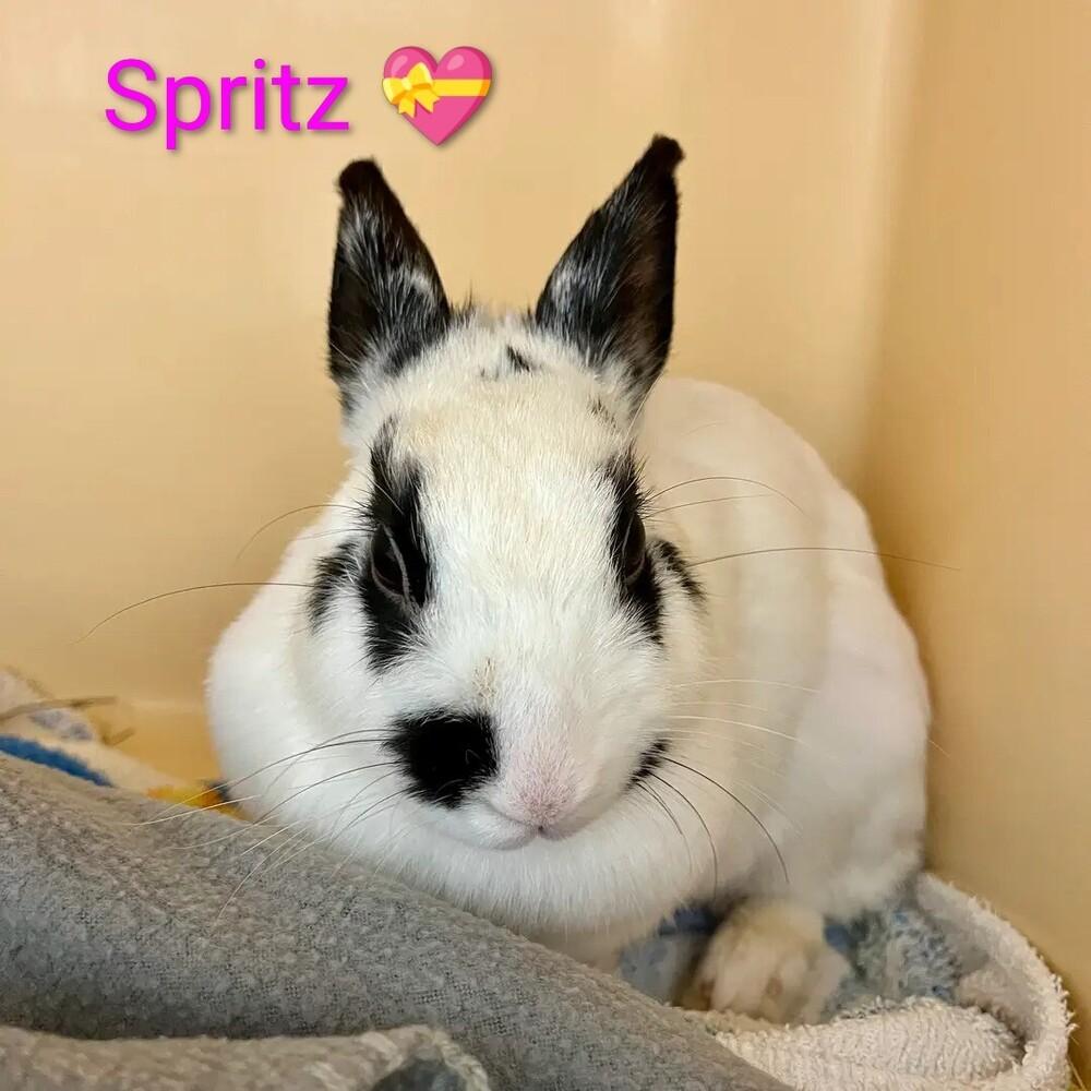 Enlarge Spritz, a Adoptable mixed breed in Dallas, PA image 3/3