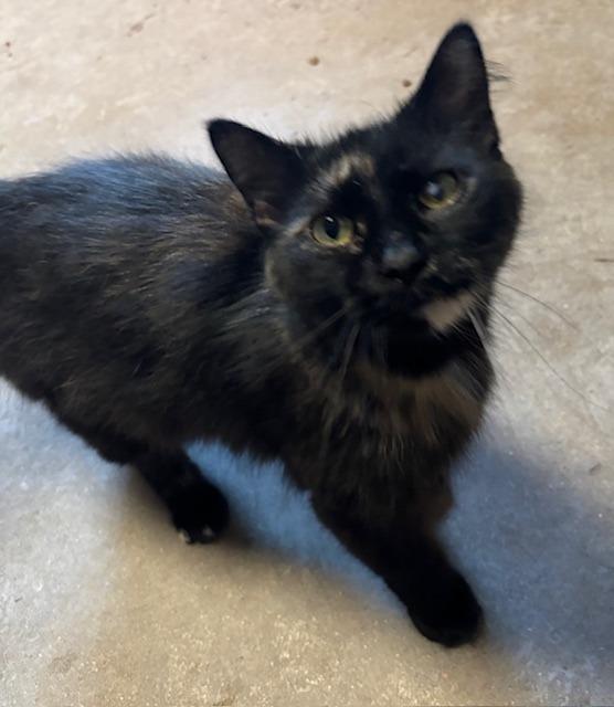 Callie Wall, Adoptable, Adult Female Calico.